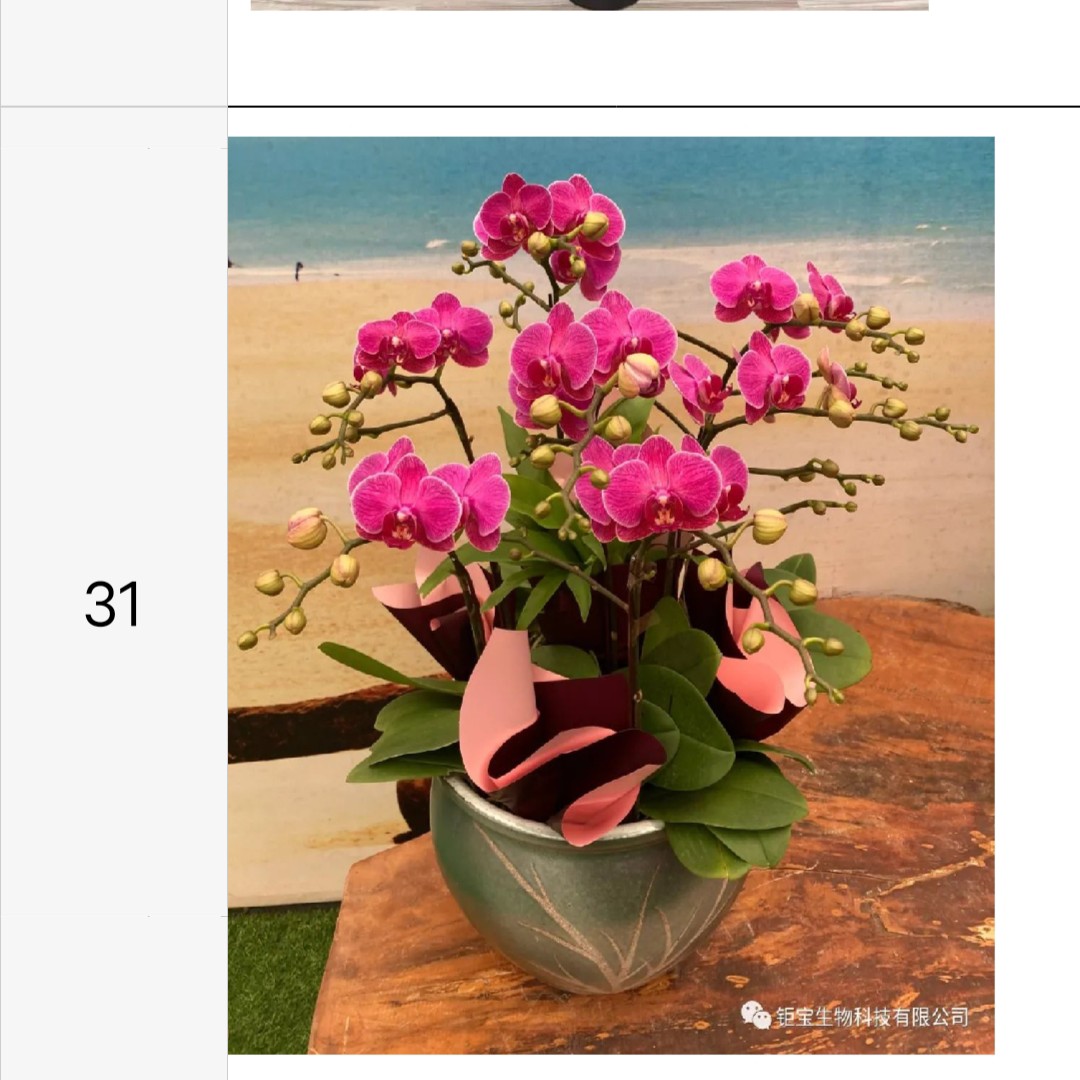 蝴蝶兰梦叶罗莉3.0寸加高杯已出花剑