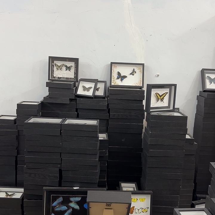 蝴蝶标本定制40月牙蝴蝶