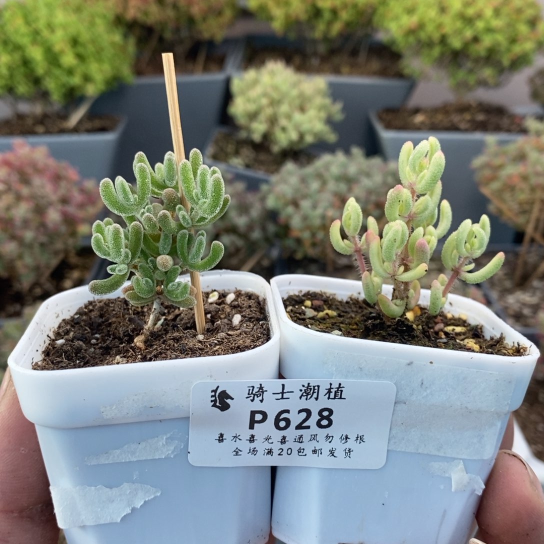 628套餐2颗枝干多肉