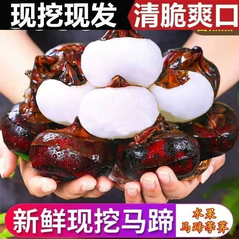 云南红皮马蹄/地梨/荸荠大果皮薄肉厚清甜爆汁现挖现发