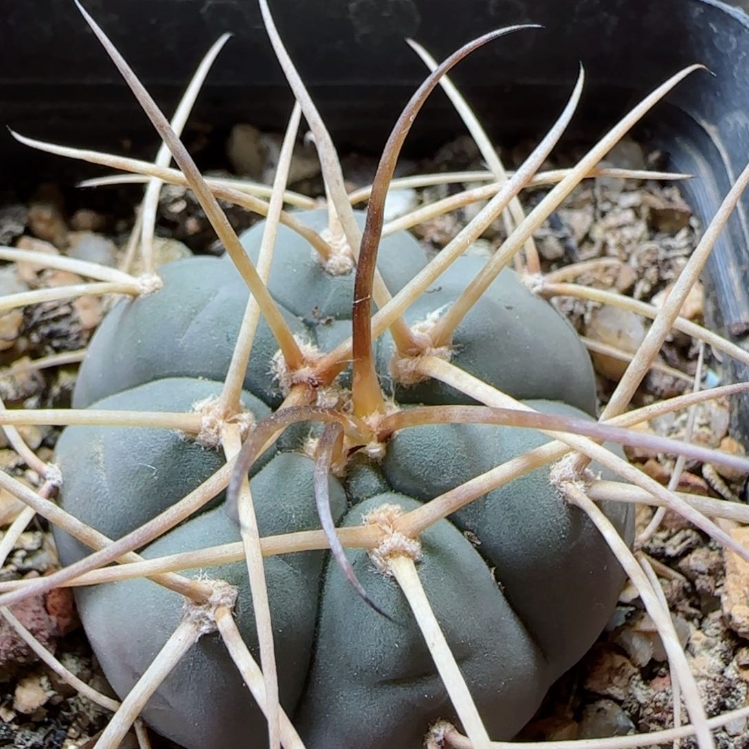 实生超刺光琳多肉