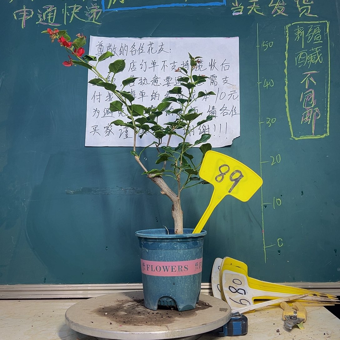 当前无花栽培后可以开花黑美人 粗弯杆 89