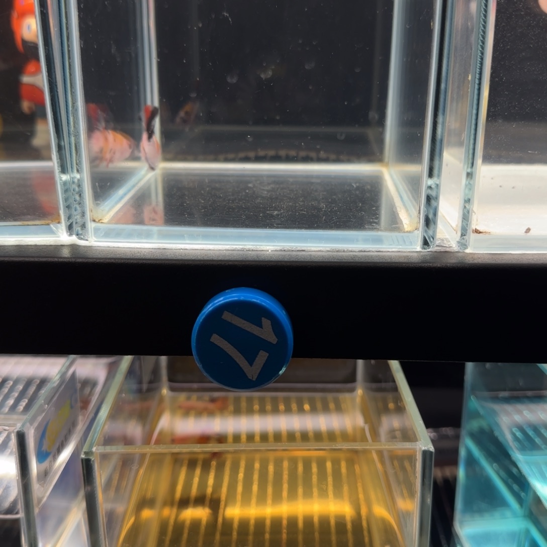 海水鱼Koi大色块将军