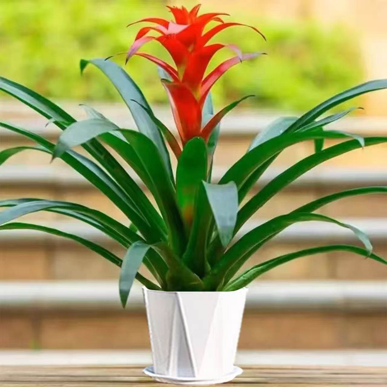 （年宵花）大鸿运当头盆栽室内客厅前台落地款凤梨花四季开花绿植