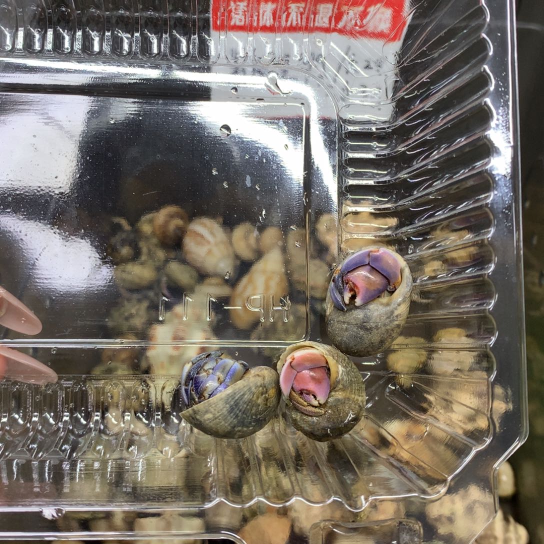 毛***豆3只寄居蟹出售，不退不换