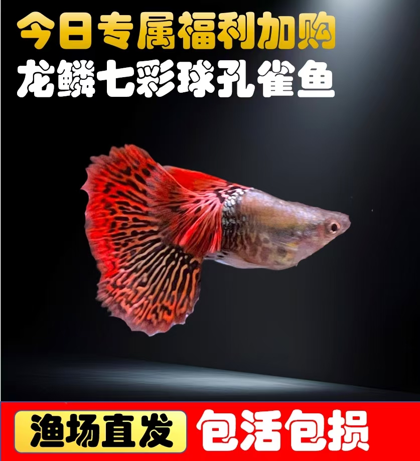 【今日仅限直播间福利加购】任意下单加购泰系龙鳞七彩球孔雀鱼1对