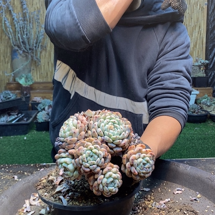 ꧁***꧂229号雪爪多肉植物