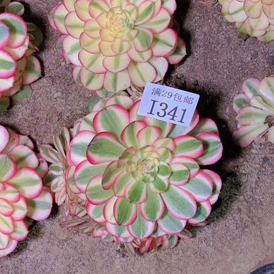 341荔枝多肉植物