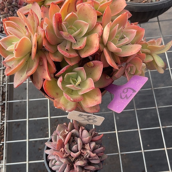 两单包邮，一物一拍，63,58