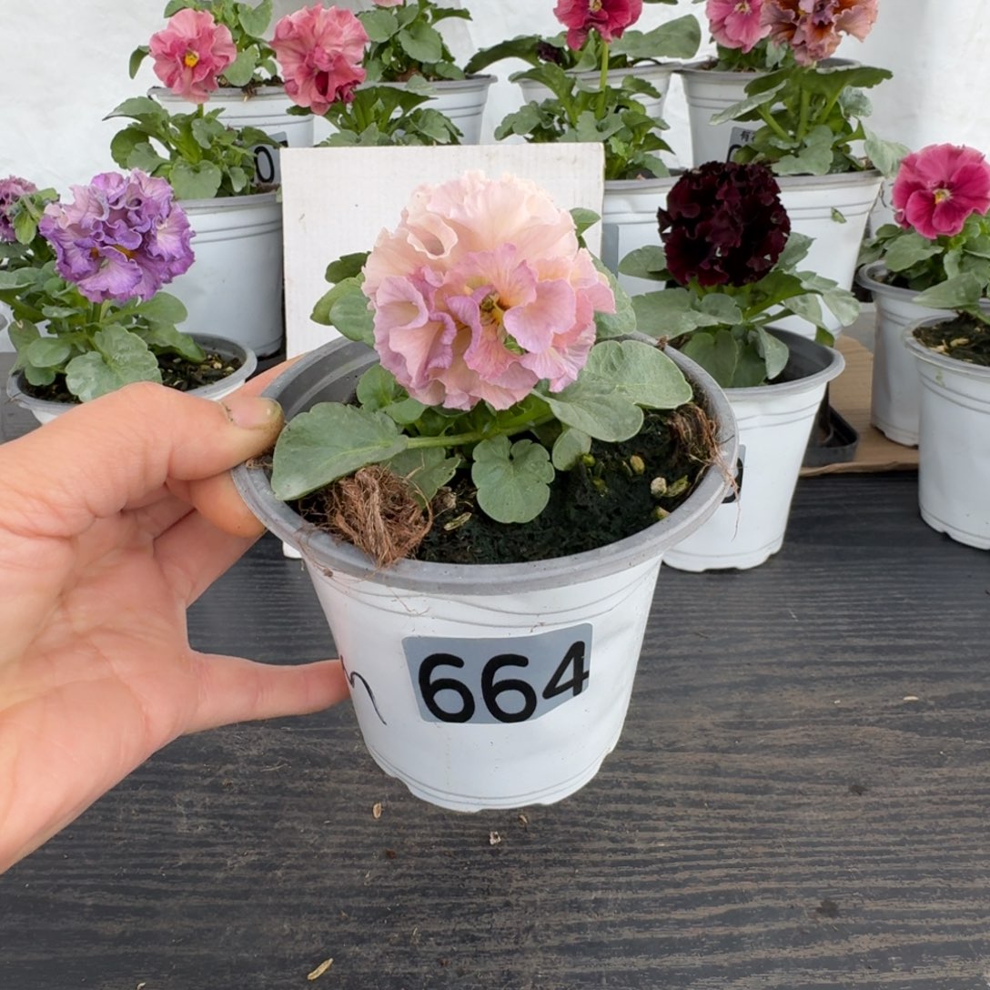 全部花朵664号m系列