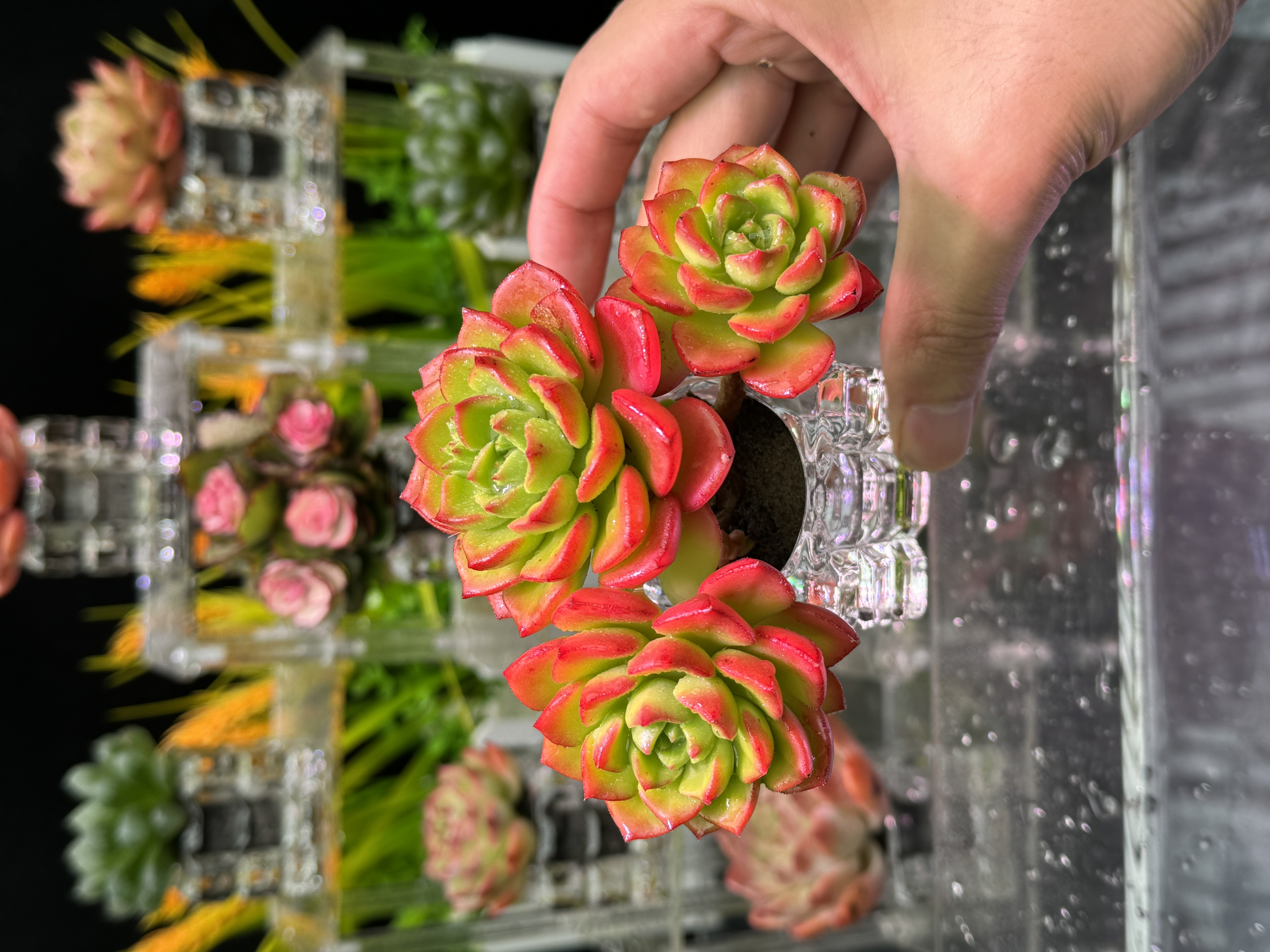 钻石玫瑰（带水晶盆）无土栽培多肉