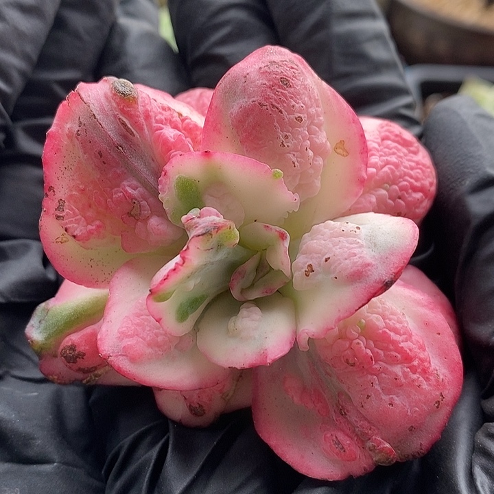男爵锦无根多肉植物