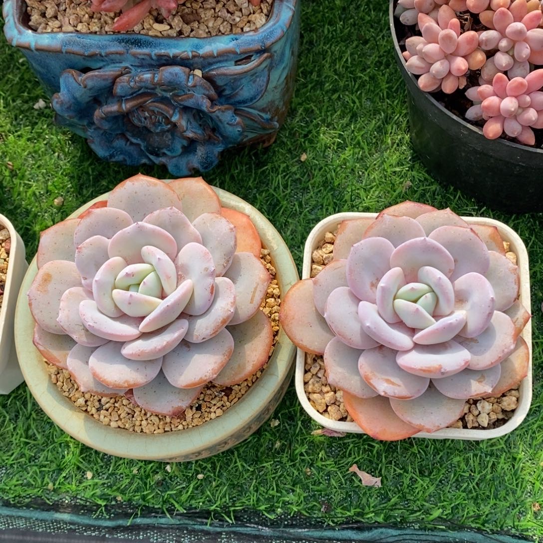 奶茶两棵单头包邮