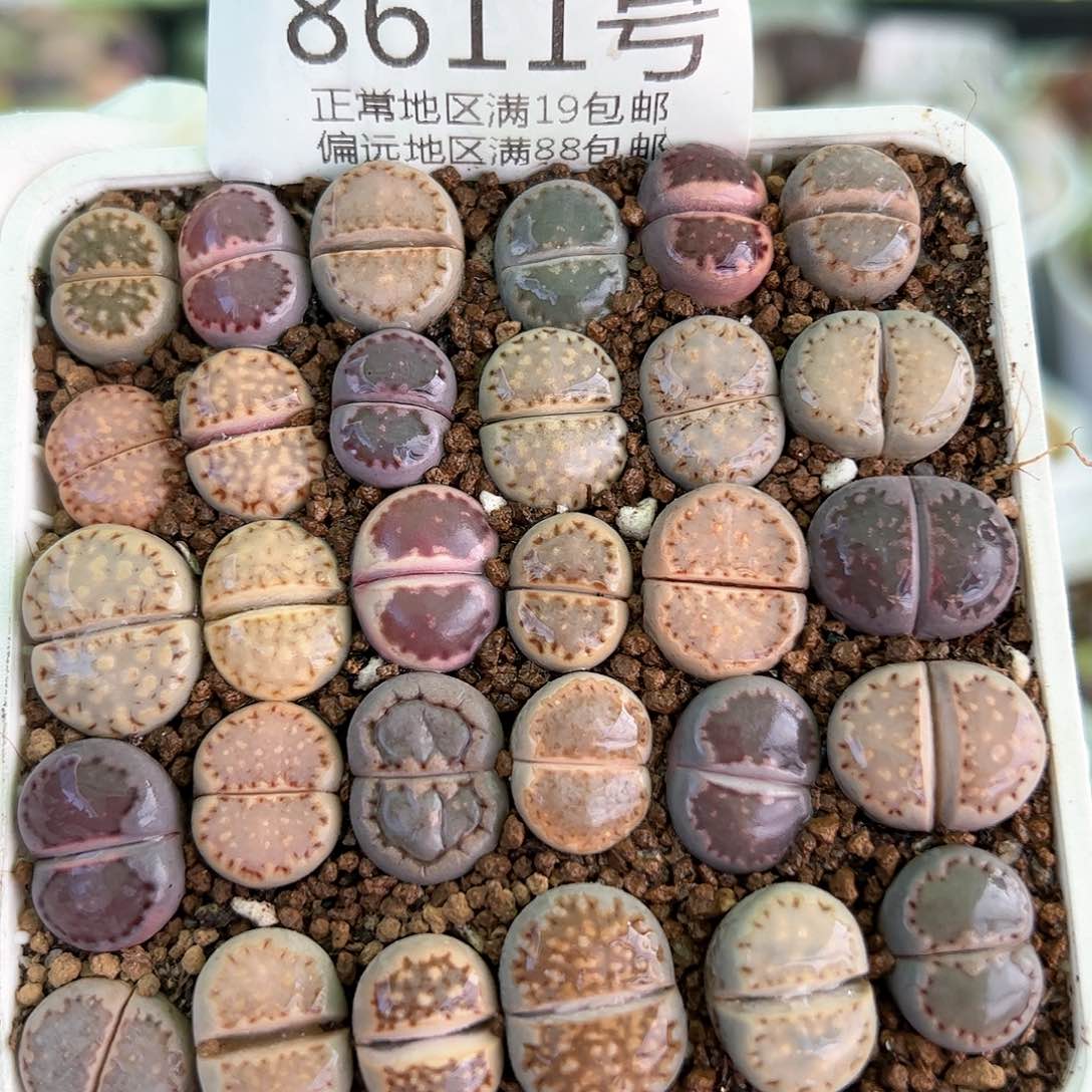 8611三年彩饼干30颗1.3cm左右