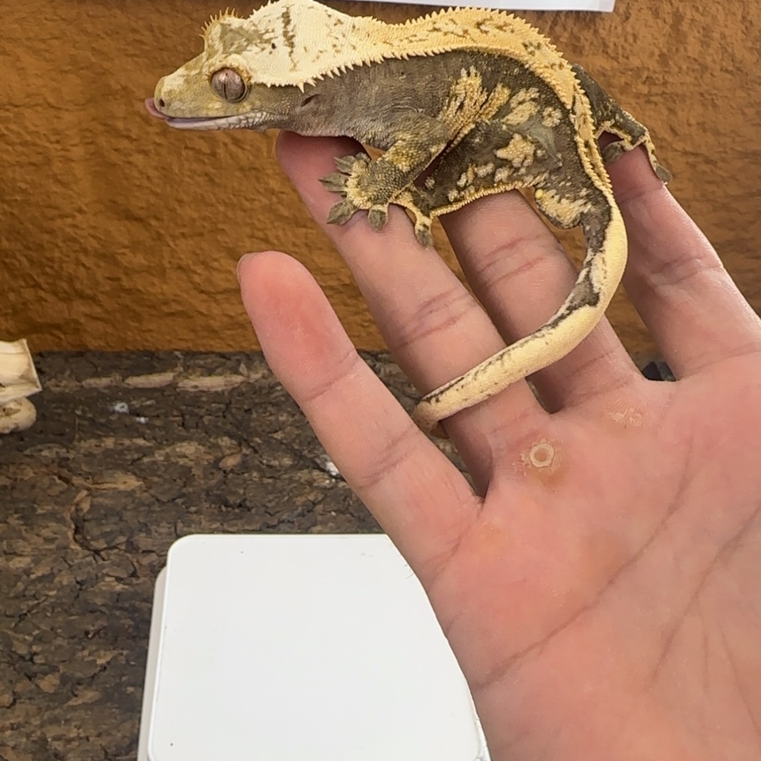 睫角守宫黑底三色0元起拍s175