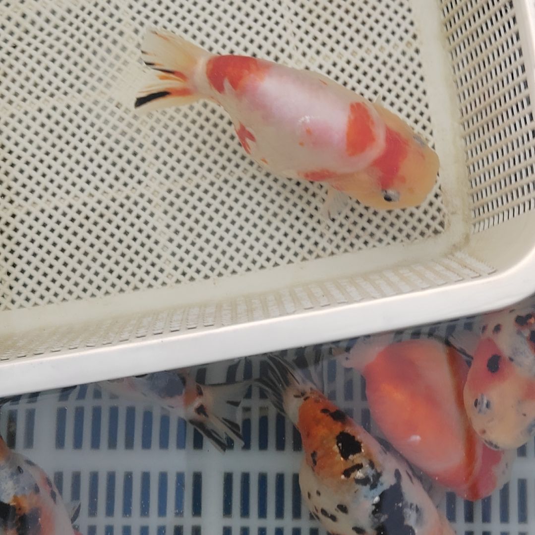 龙睛金鱼兰寿精选观赏鱼