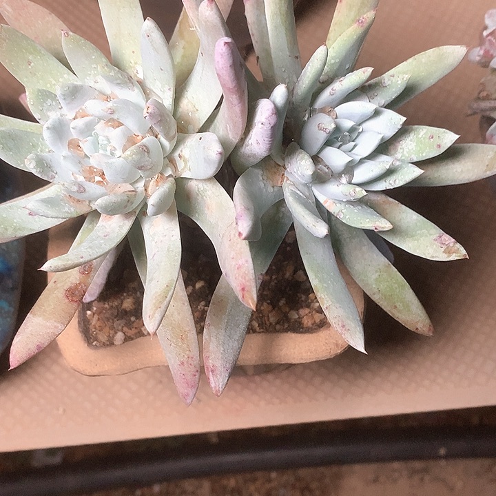 8602苹果叶杂拇指多肉