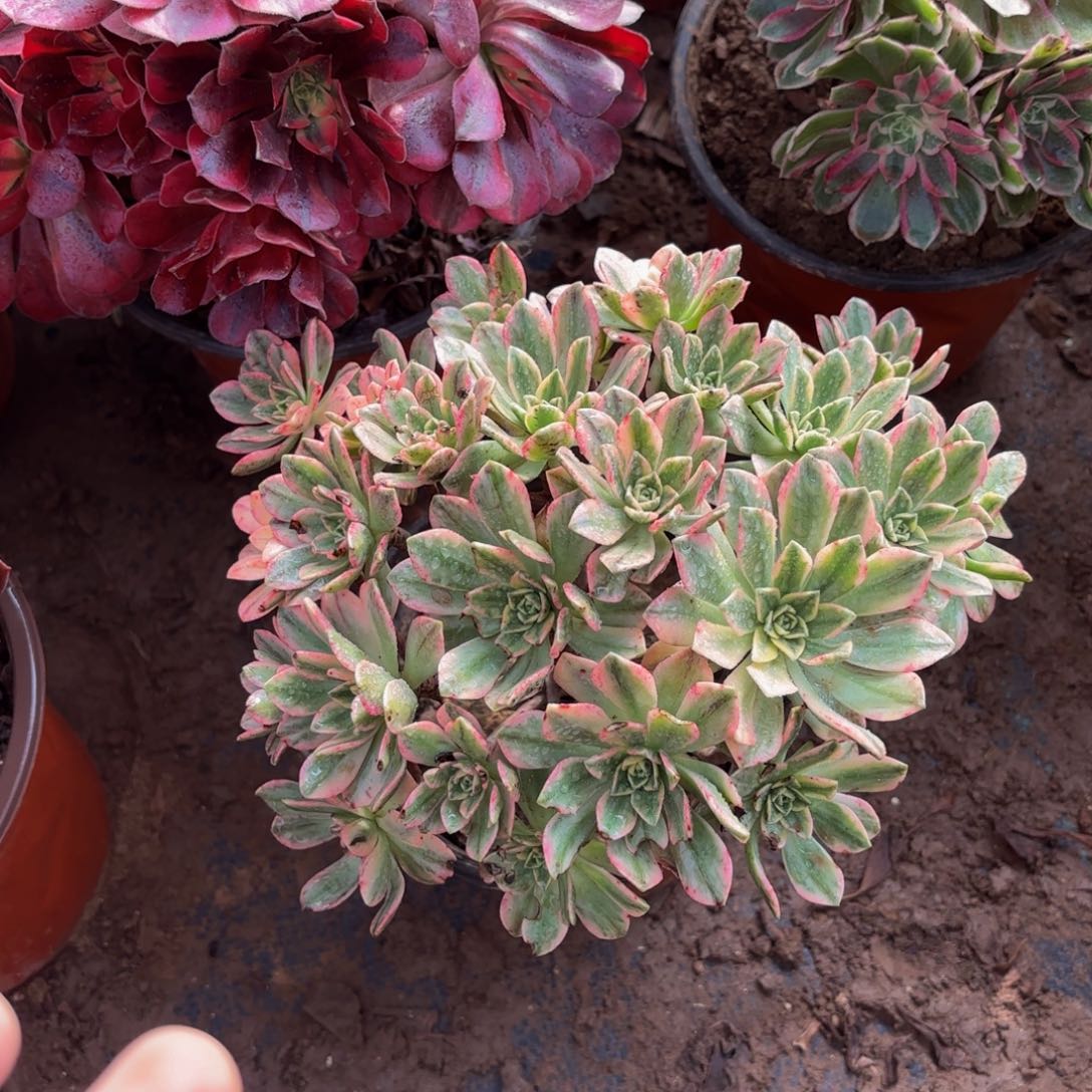 甜茶法师9.9多肉植物