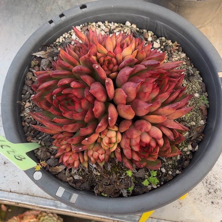 野马东云多肉植物8329