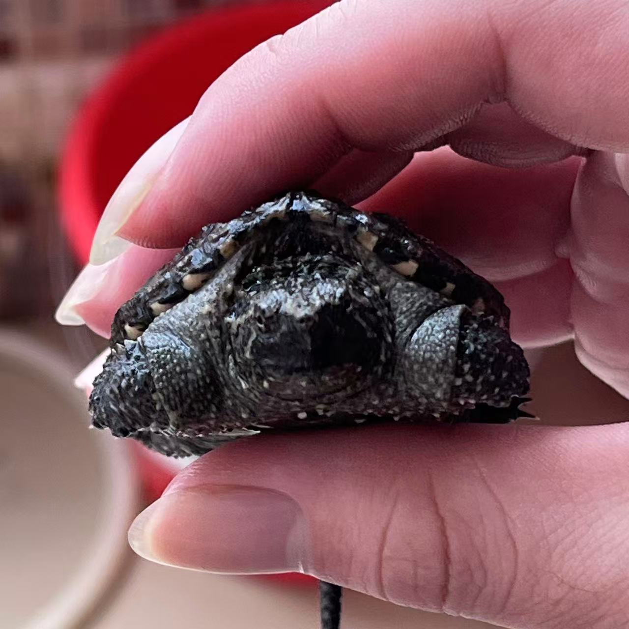 宠物人工饲养小乌龟