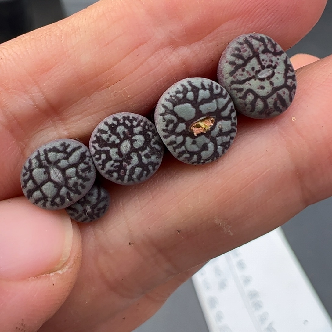 12.2好看的多肉脱土发货946