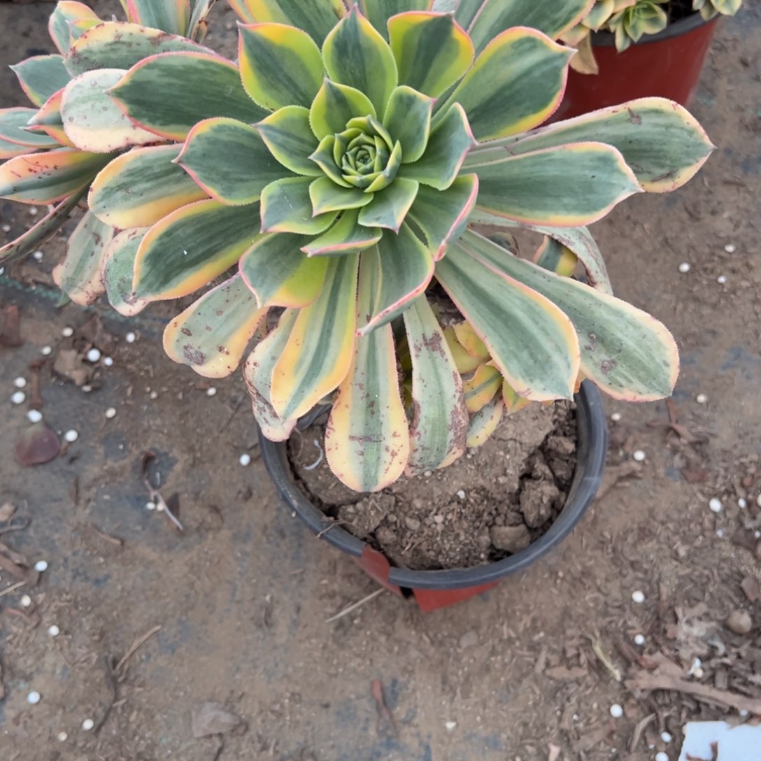 Y****061灿烂多肉植物法师多肉