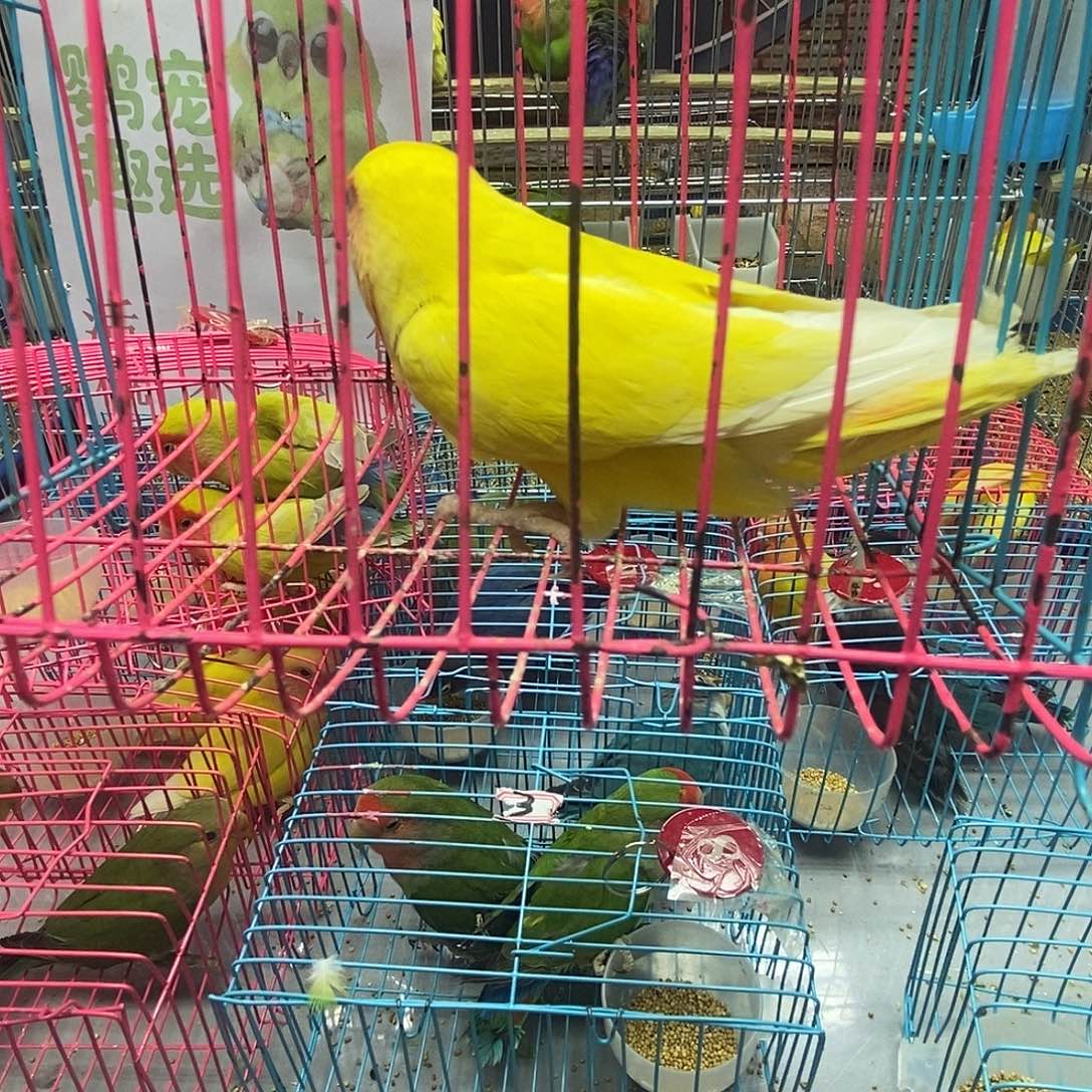 七****桃脸牡丹鹦鹉黄桃一只