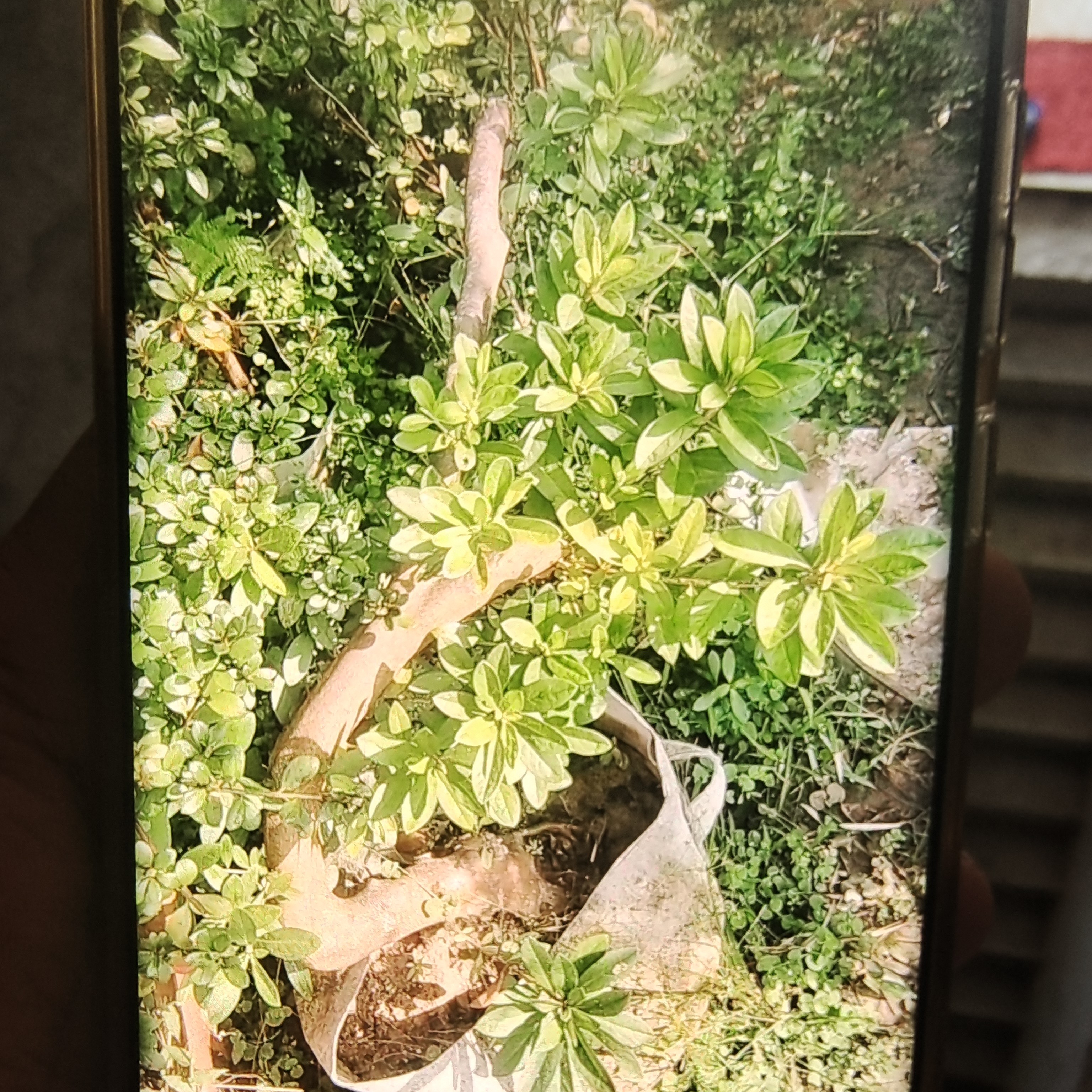 一物一拍毛鹃桩花色鲜艳漂亮