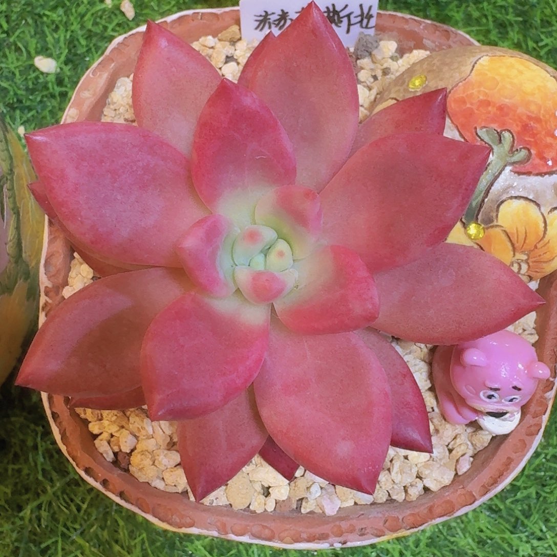 无花朵赫菲斯托一物一拍