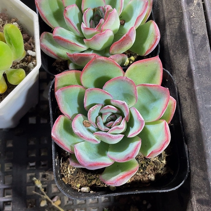 荷花2.8带盆土发货