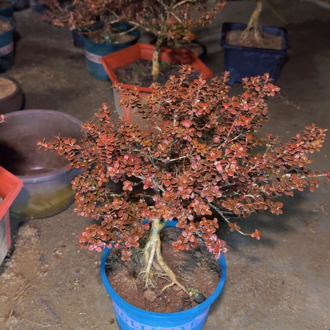 完全开放小*安徽珍珠黄杨