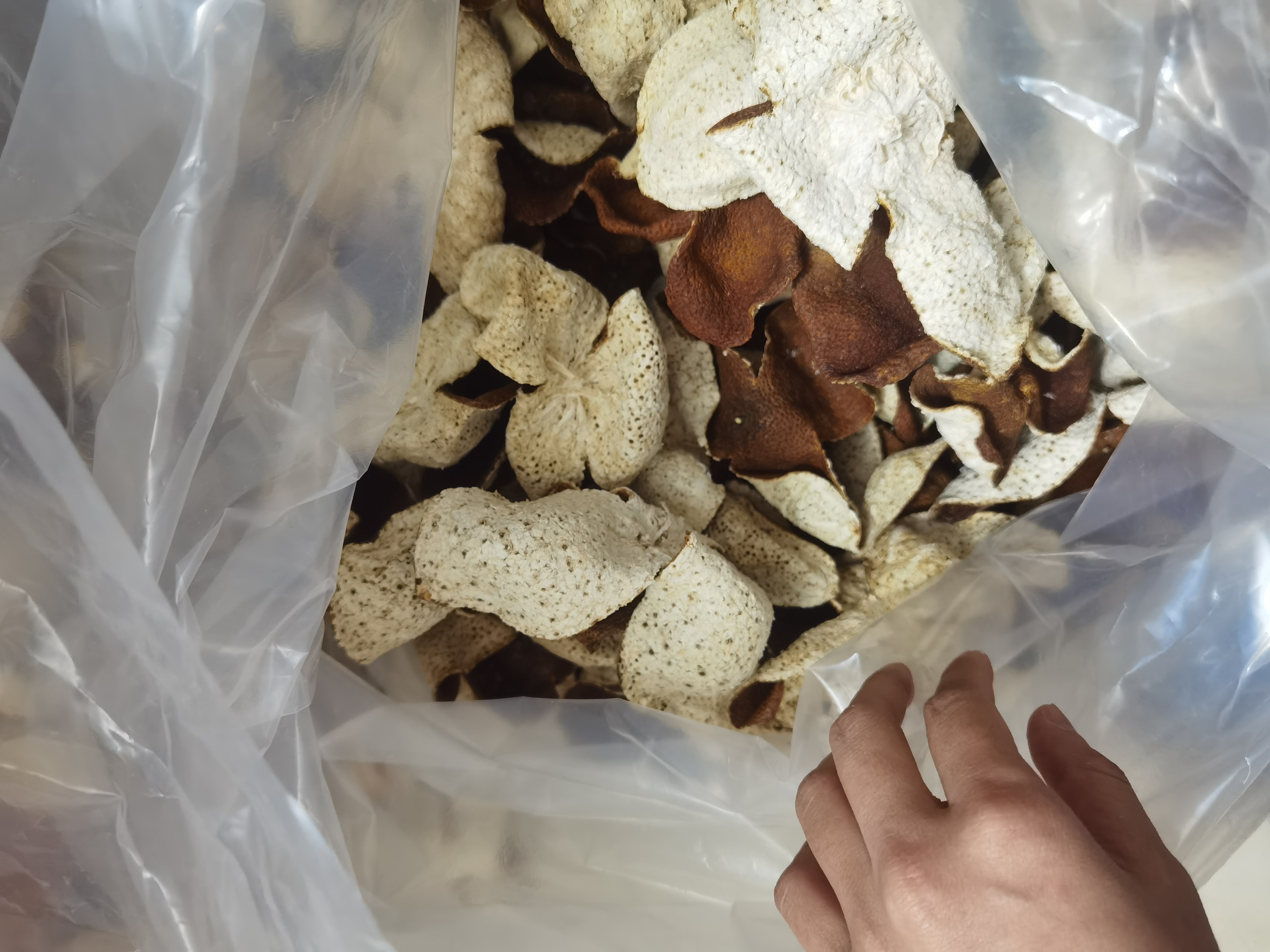 广西浦北23年老树冬后