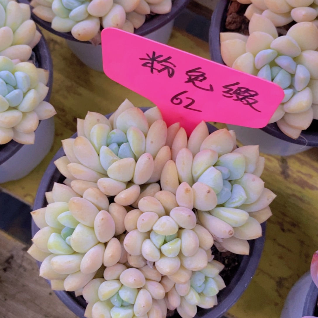 开心多肉，凑单场，最后一场