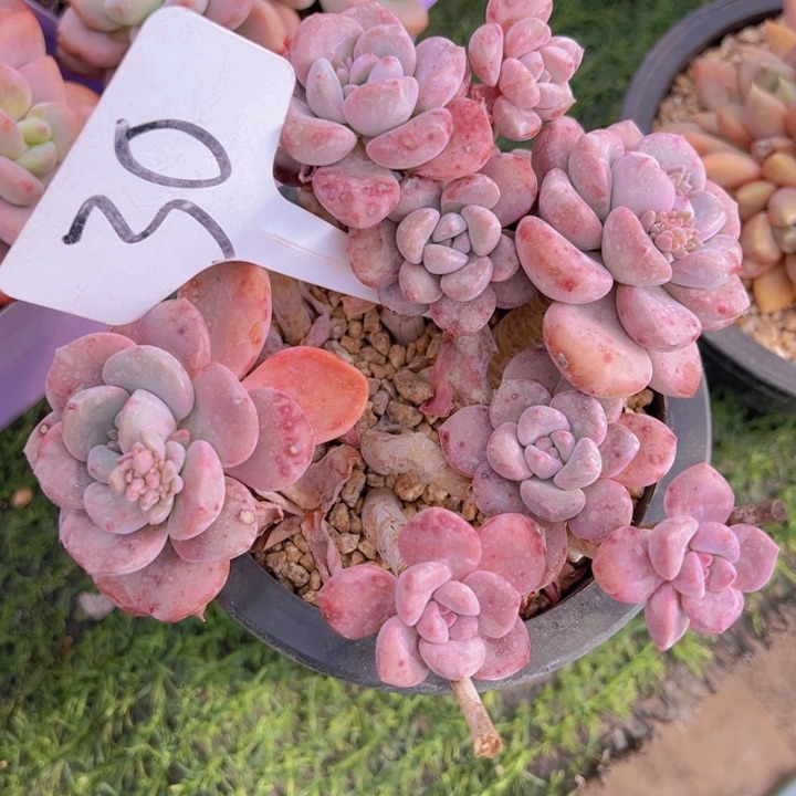 健健康康平平安安