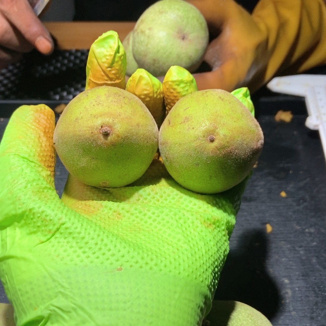霸王龙啥也不保不退不换