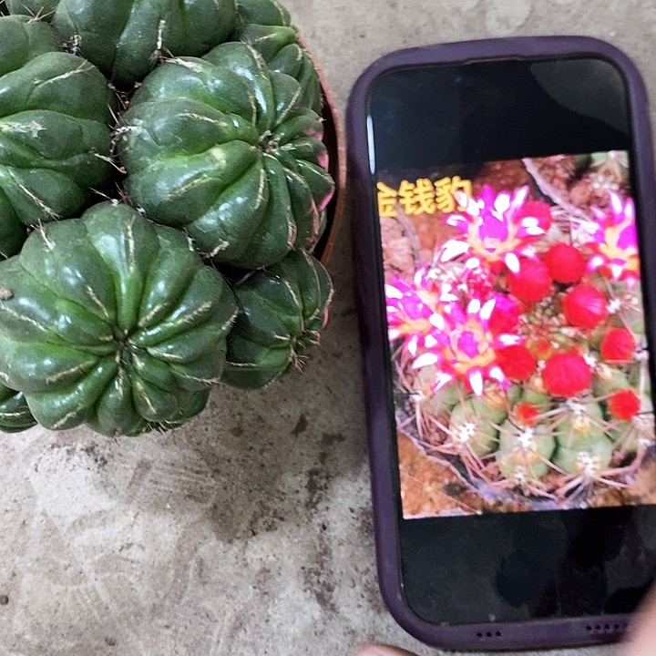 多头金钱仙人球。wruiop