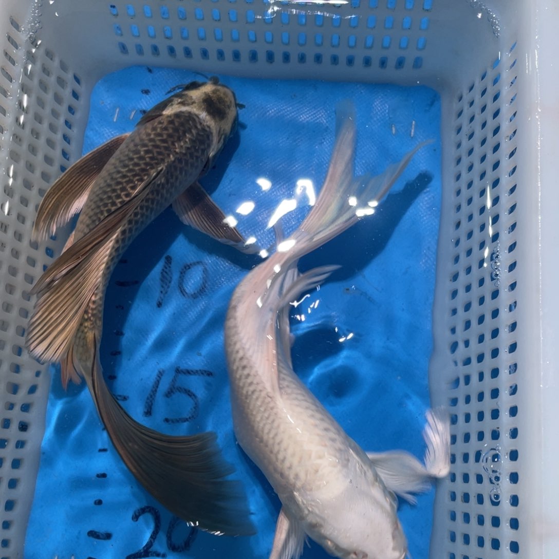 锦鲤锦鲤包邮包售后
