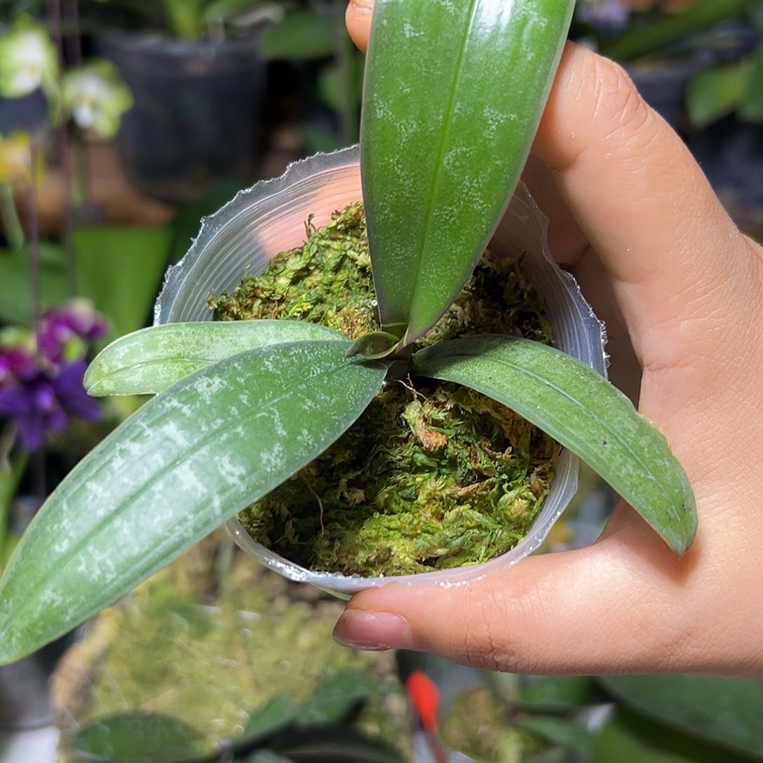 不***、当前无花栽培后可以开花
