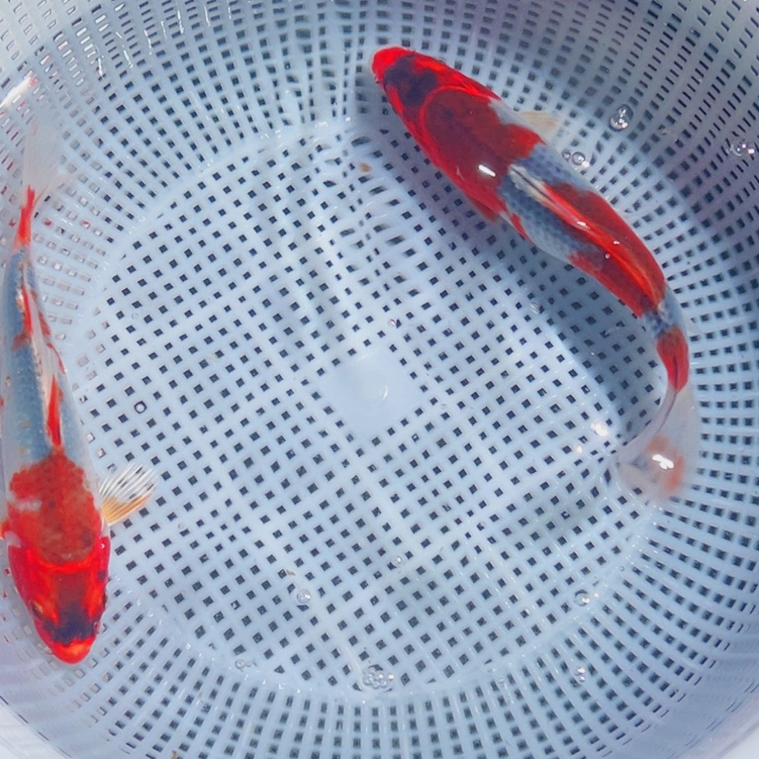 锦鲤锦鲤观赏鱼8888