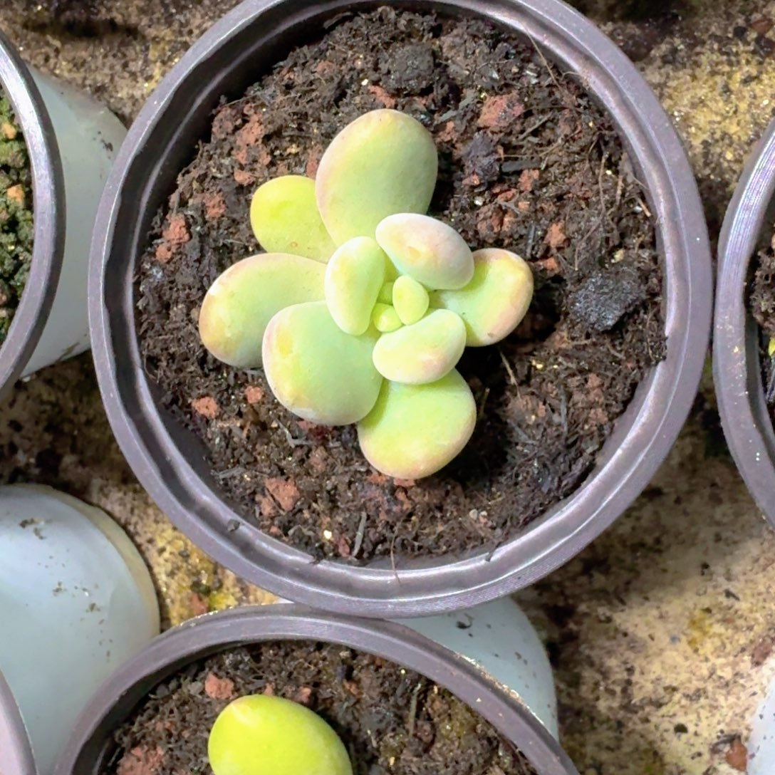 奶龙 叶插 一物一拍