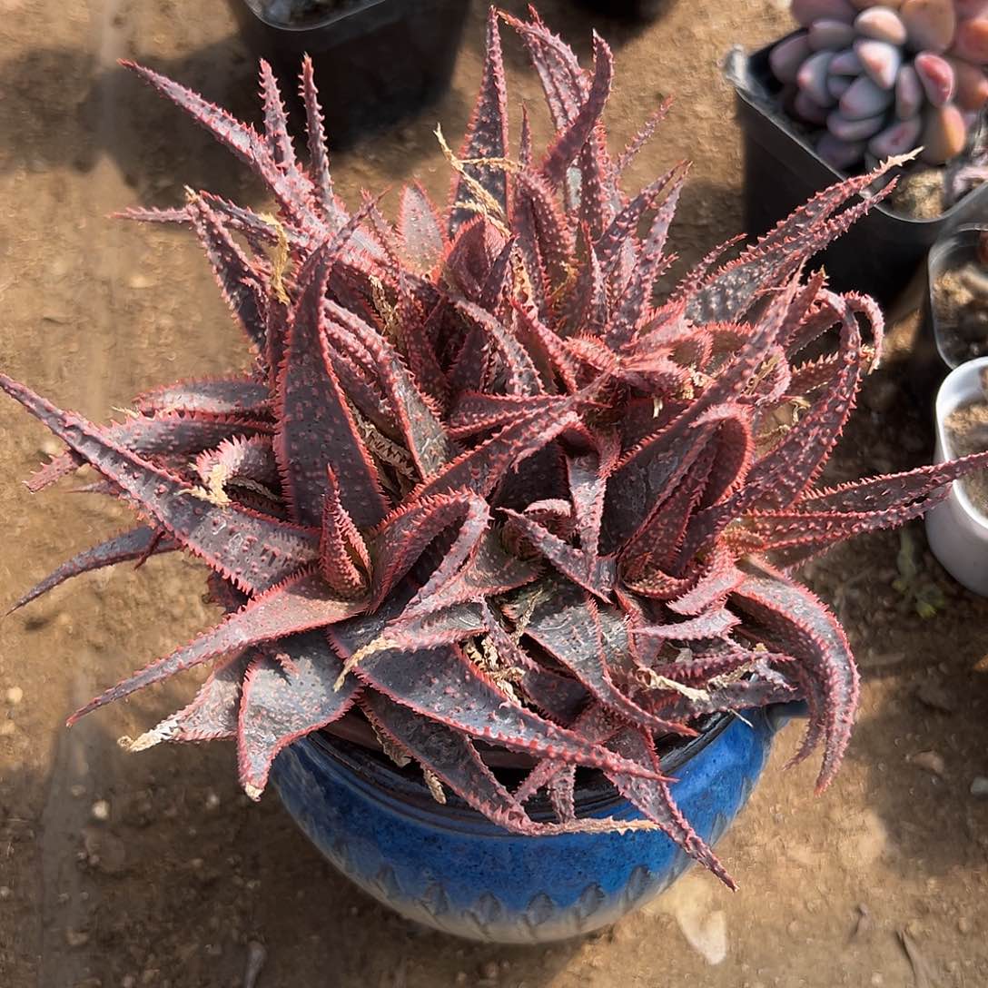 多肉植物多肉植物