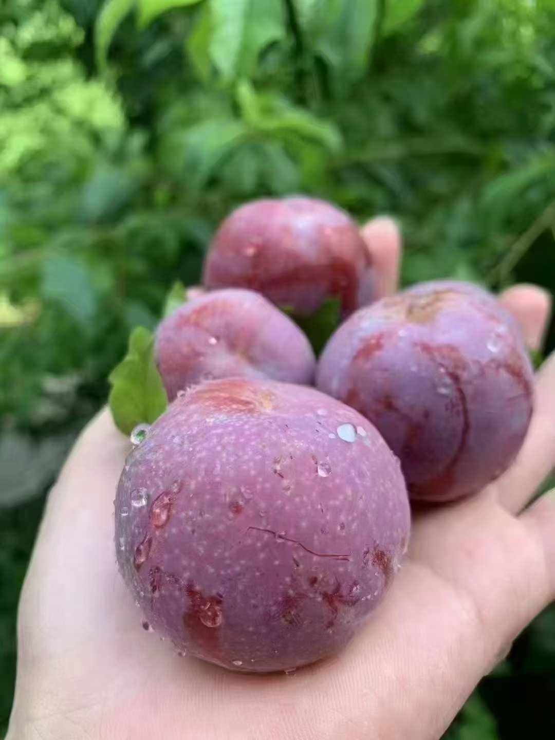 广东茂名信宜钱排现摘红心三华李孕妇新鲜当季水果酸脆爽口