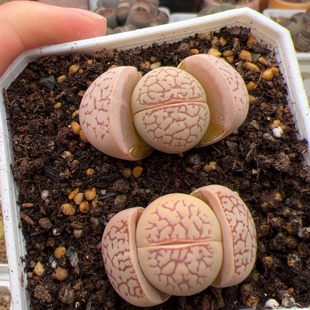 0449号大白2颗 多肉植物