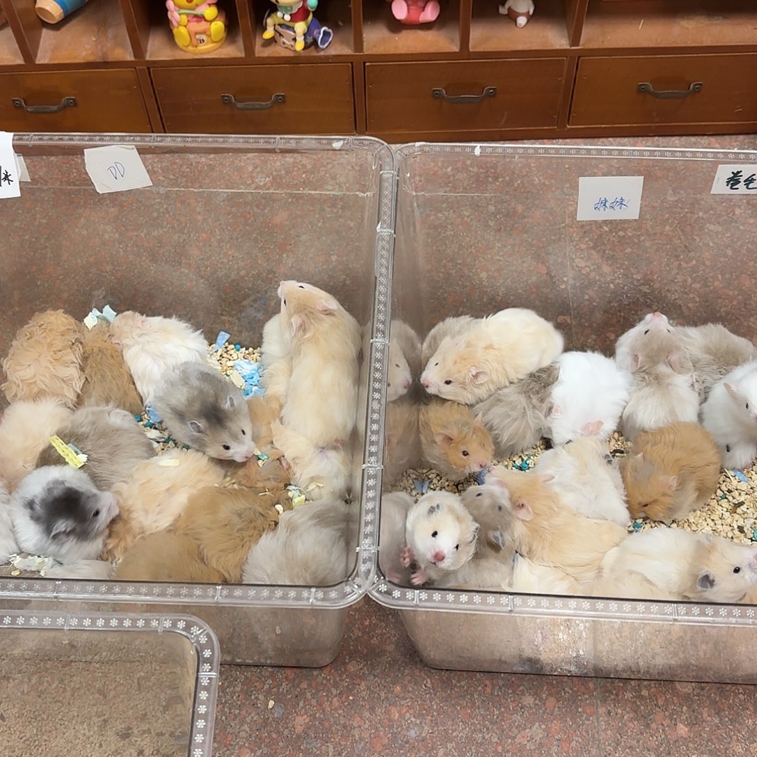 卷毛波利金丝熊直播间挑选