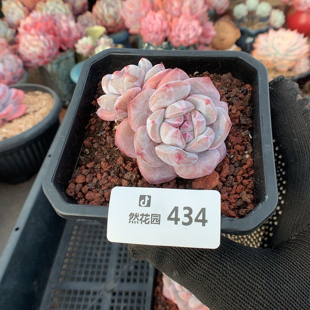 434星影多肉植物6666