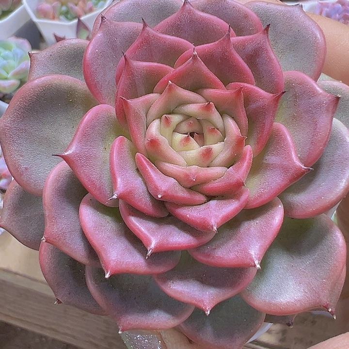大神迪19包邮多肉植物