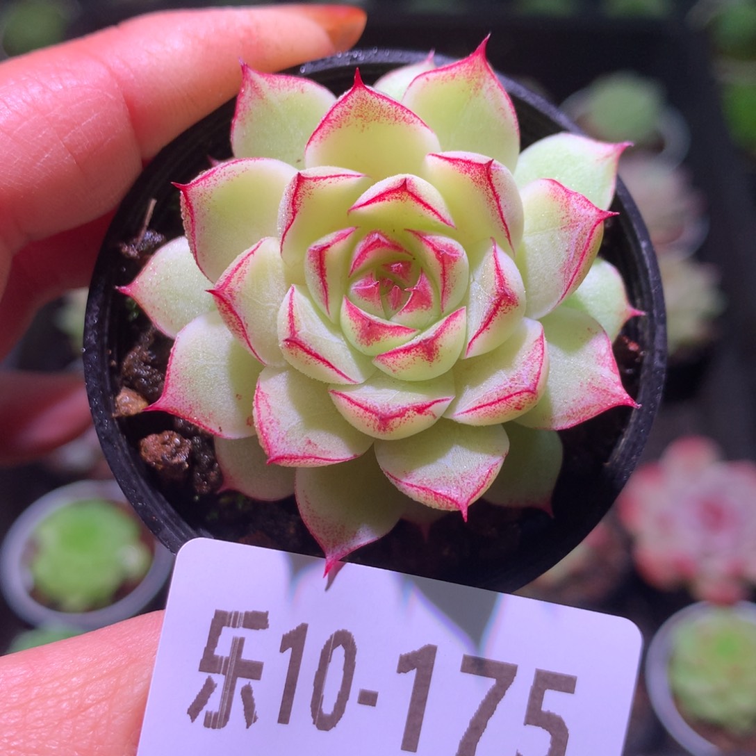 乐然10-175 女王玫瑰