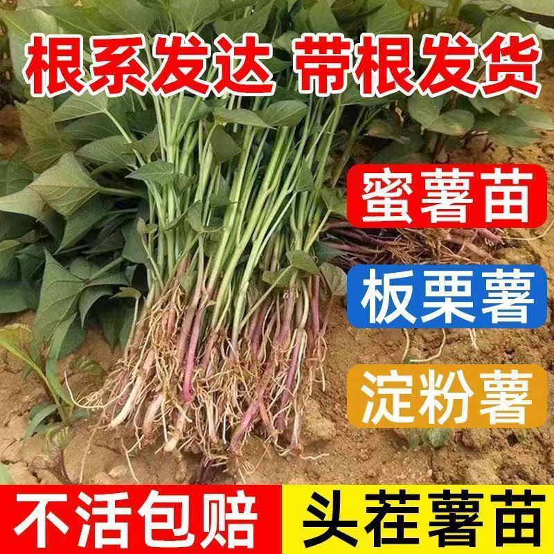 流油蜜薯苗脱毒红薯高产种苗红心黄心流油红薯苗地瓜苗子优质秧苗