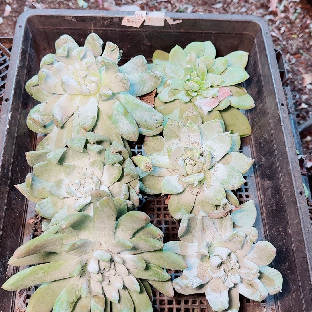 框拍六课随机发不售后