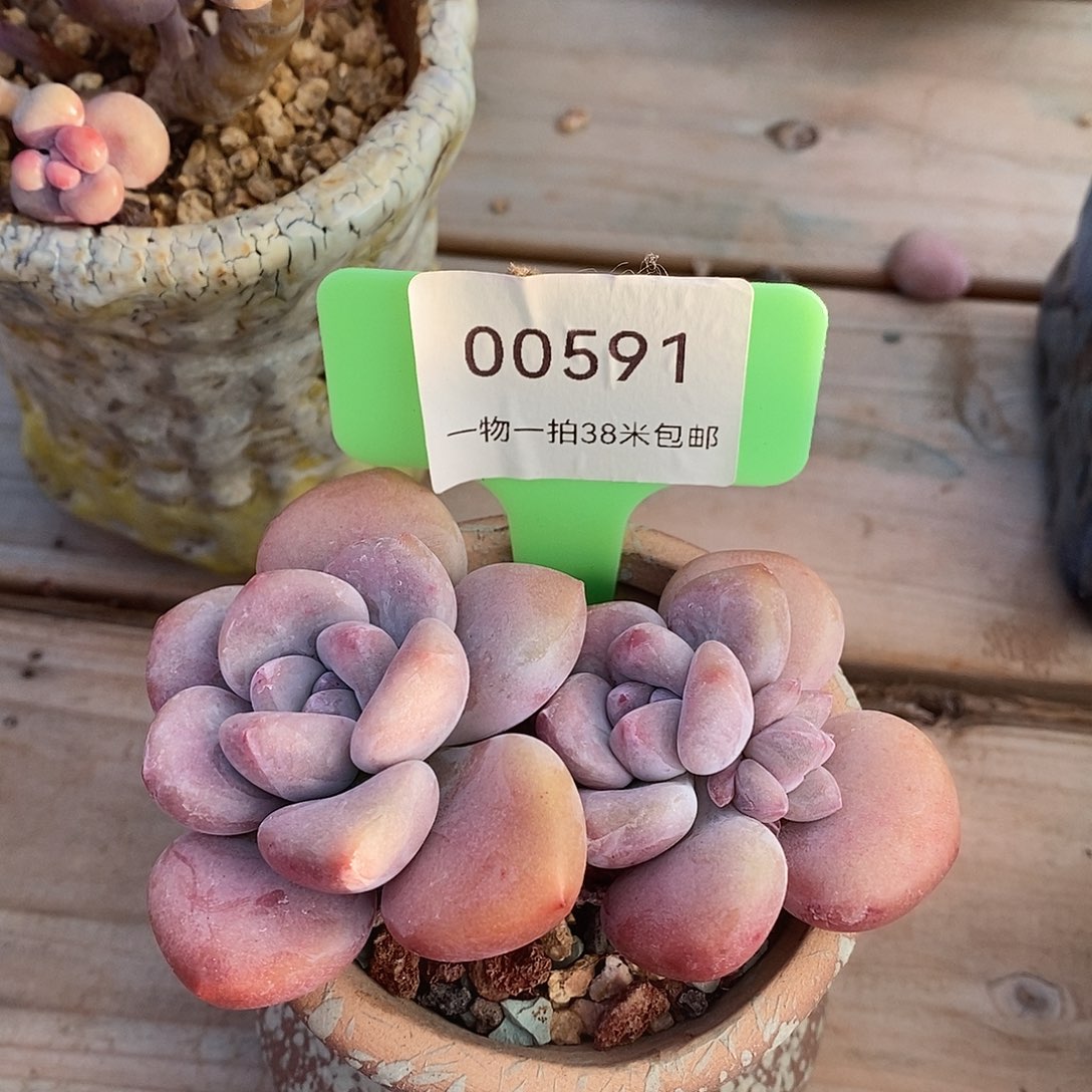 00591ID句v魔芋舞台